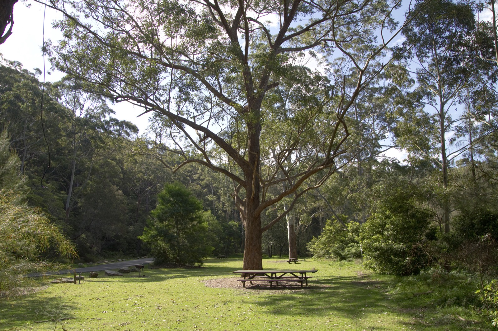 Leafy local environment in Lindfield, NSW